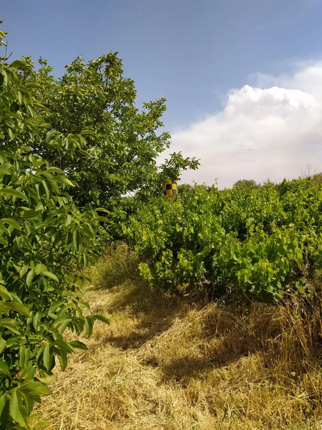 باغ و باغچه _سهمیه آب_دنج و باصفا