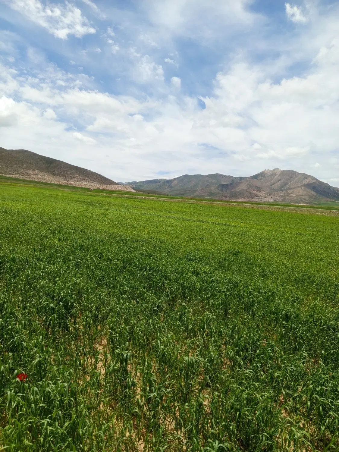 زمین کشاورزی