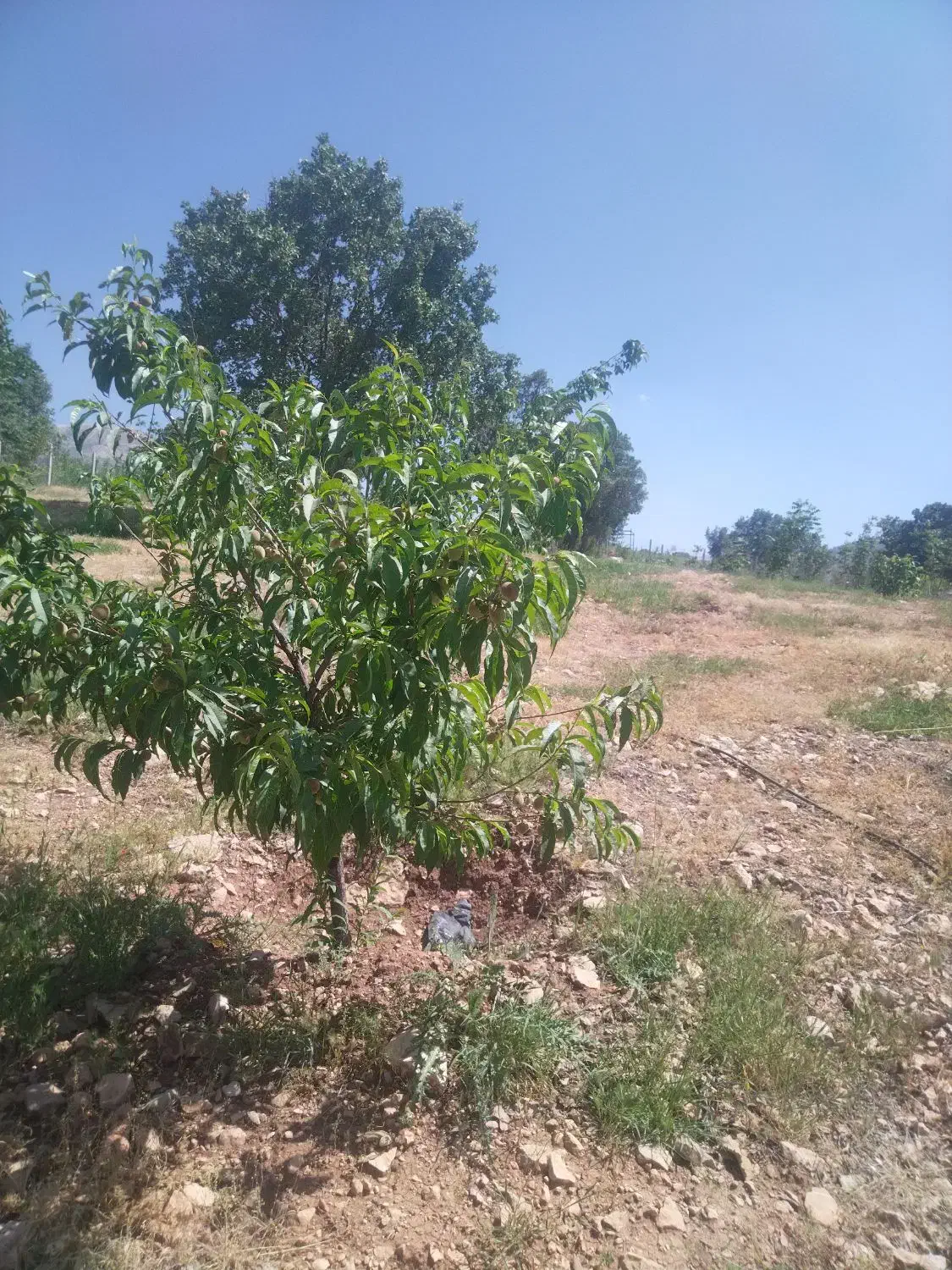 باغ در منطقه گردشگری تاف