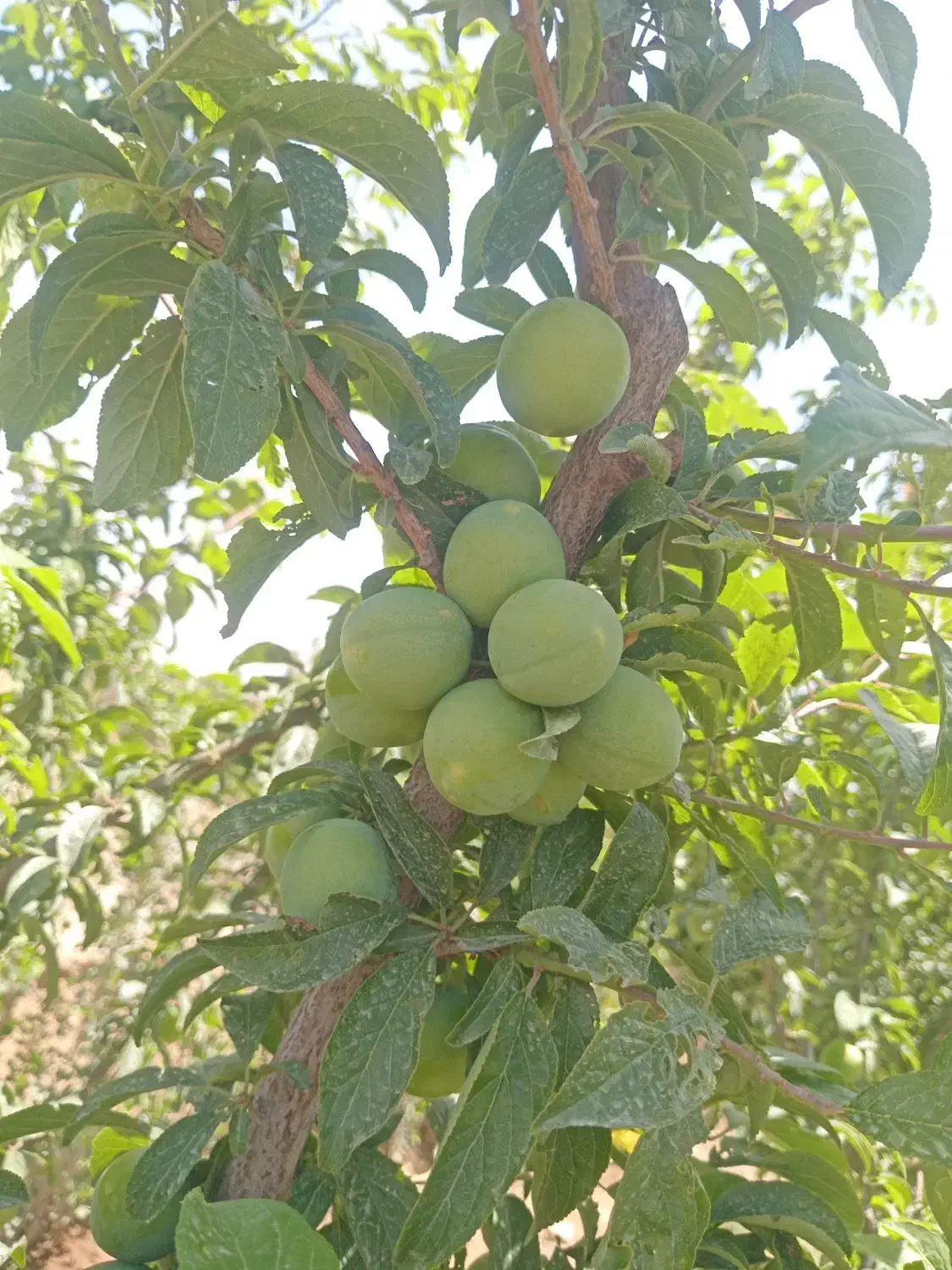 باغچه 300متری