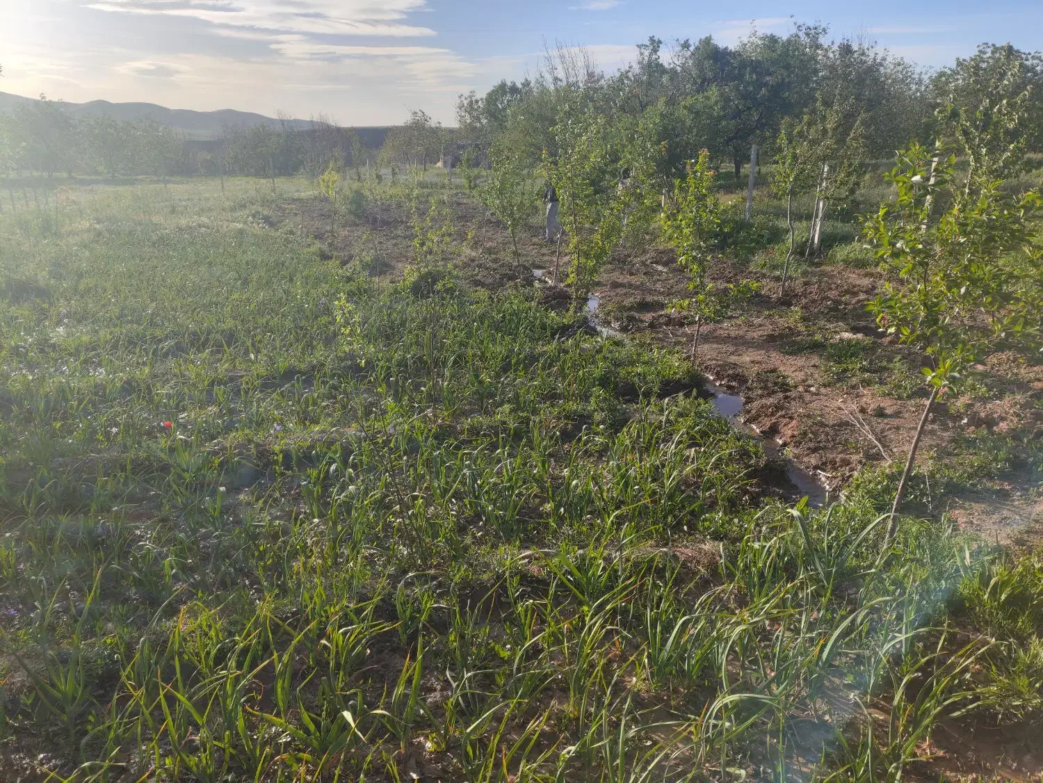 باغ واقع در روستای سیاه کمر جاده ملایر