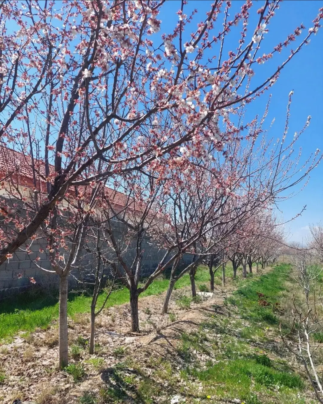 باغ واقع در محدوده شهری و سند رسمی