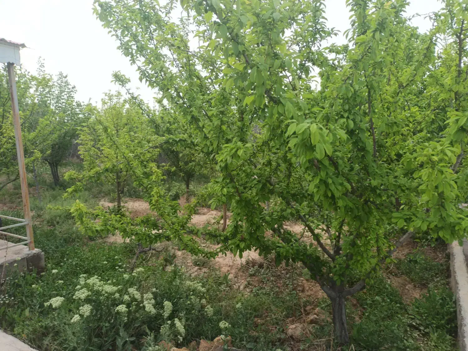 فروش باغ با درختان میوه مثمر