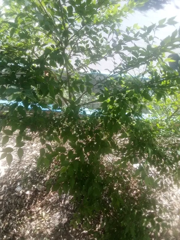 زمین کشاورزی