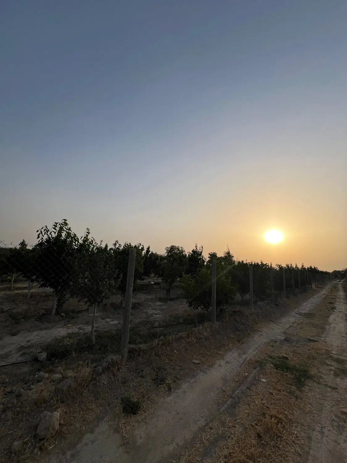 هزار متر باغ با سهمیه آب دور فنس روستای بختیار