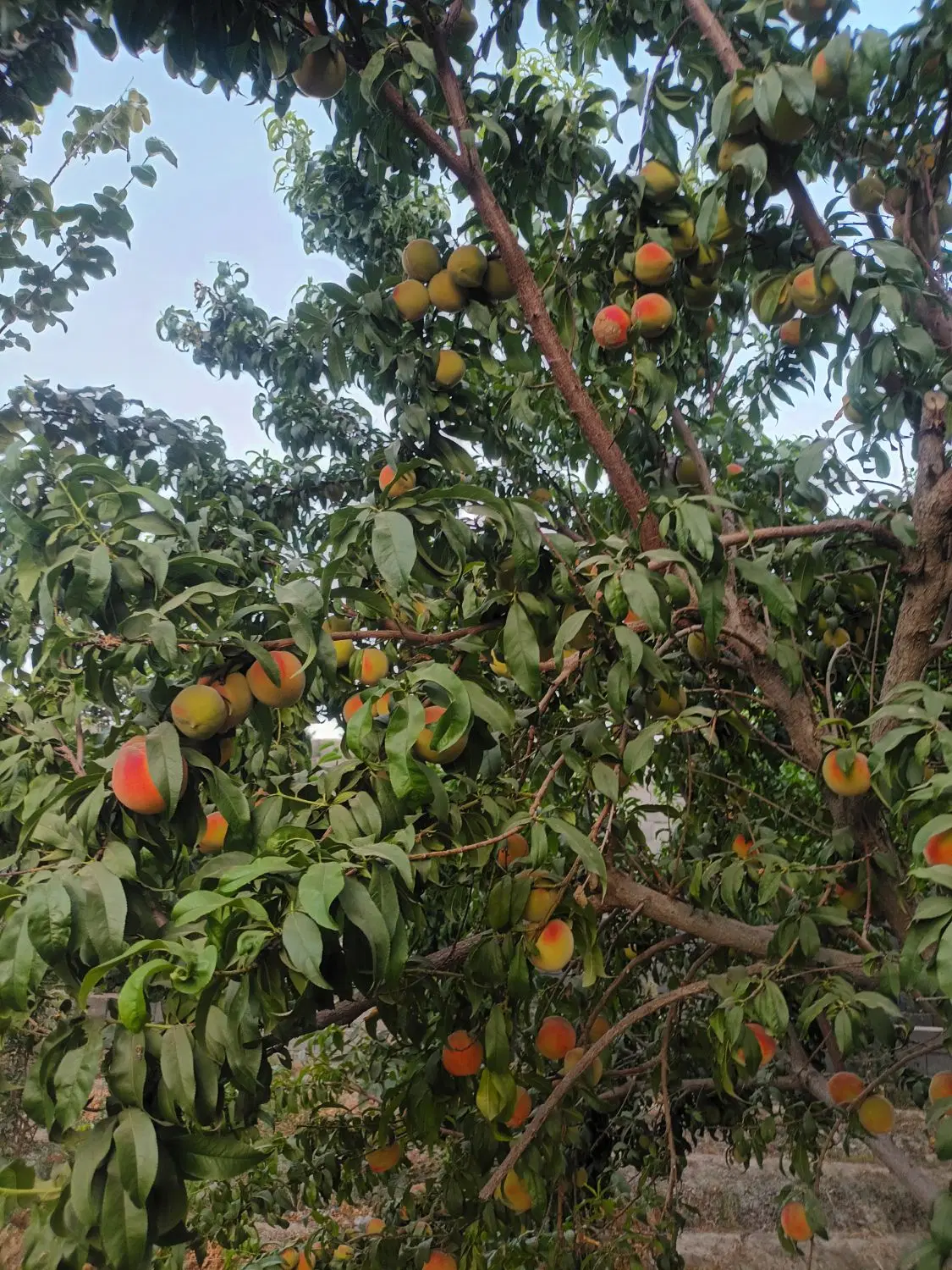 باغ ۷۰۰ متری دو نبش موقعیت عالی