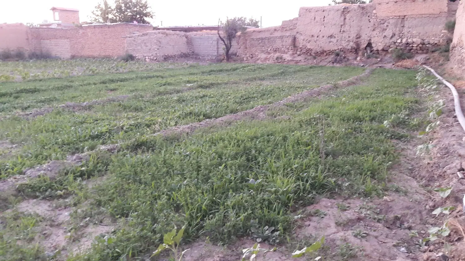 زمین دیمی بر جاده المهدی