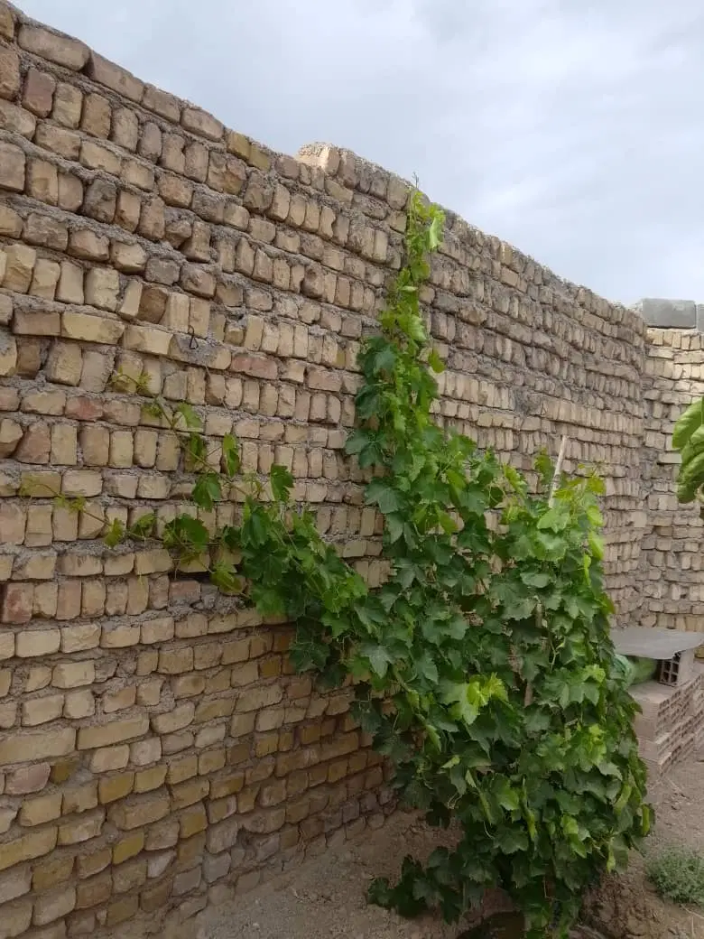 باغ ایجدان