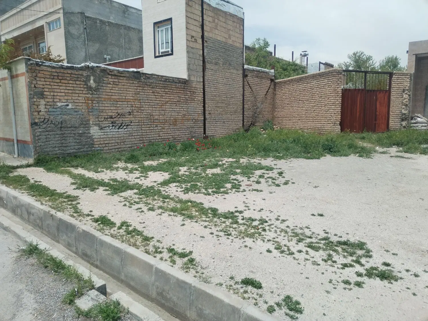 زمین سند تک برگ