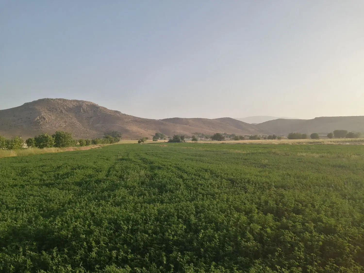 زمین کشاورزی در بلوار حافظ مجاور اتوبان قره پیری