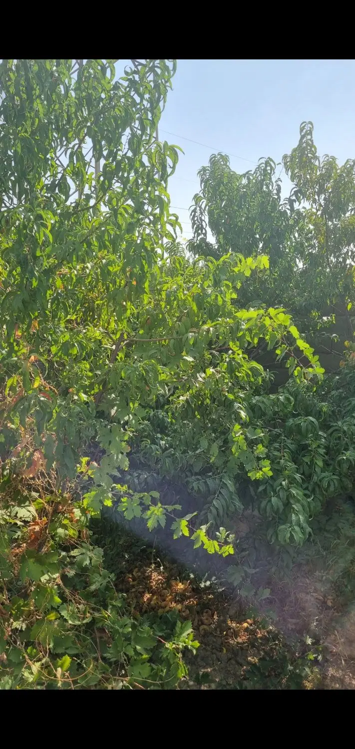 ۱۰۰۰متر باغ و باغچه