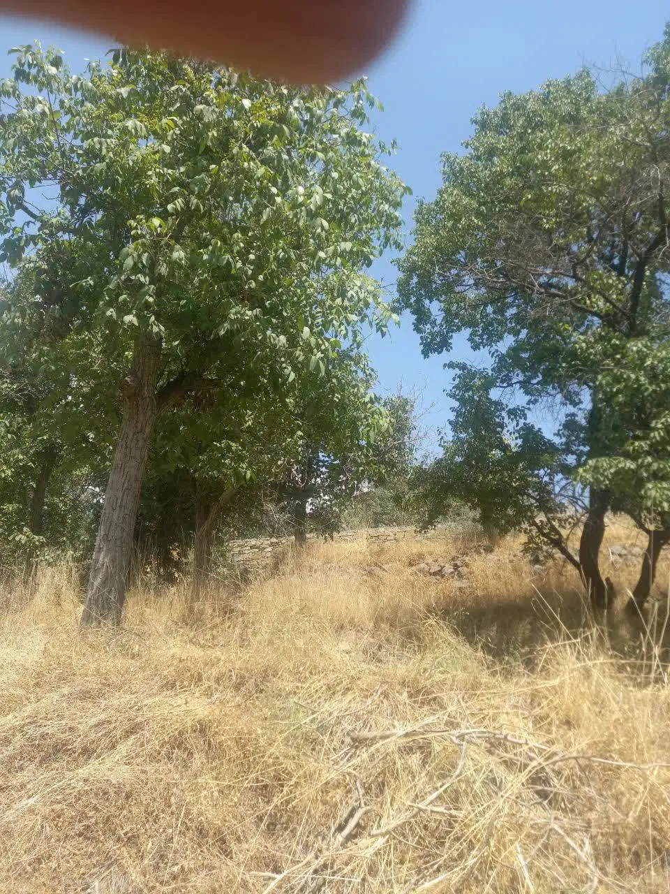 یه قطعه زمین