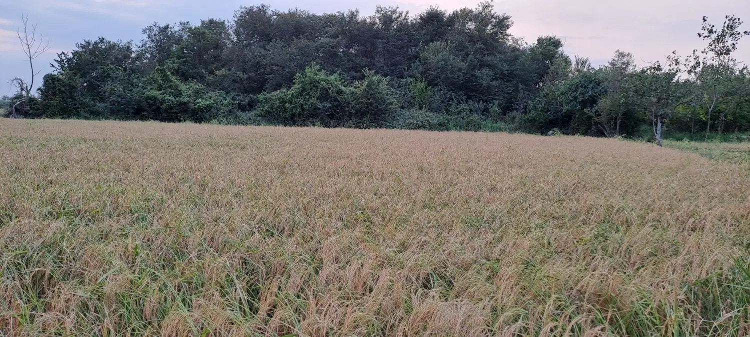 زمین کشاورزی