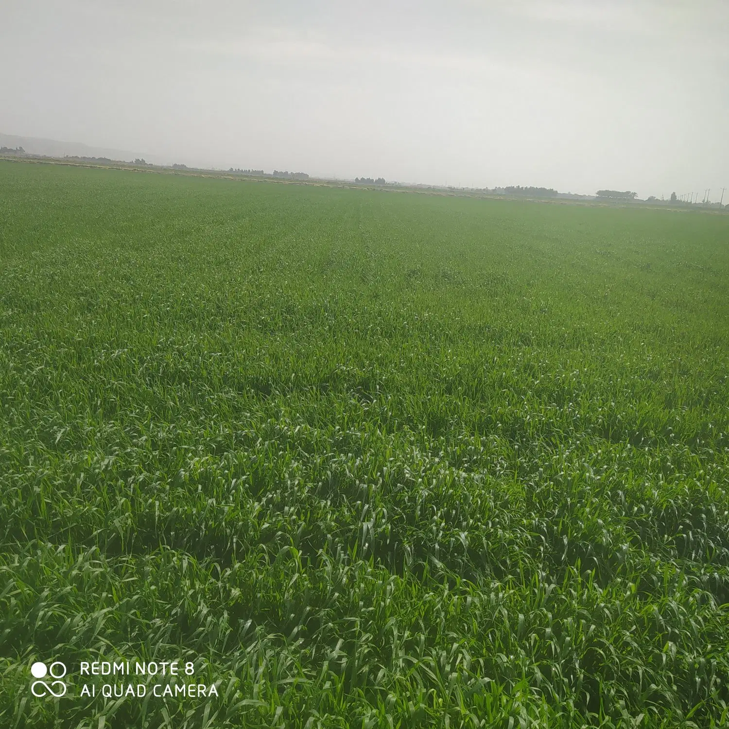 زمین کشاورزی