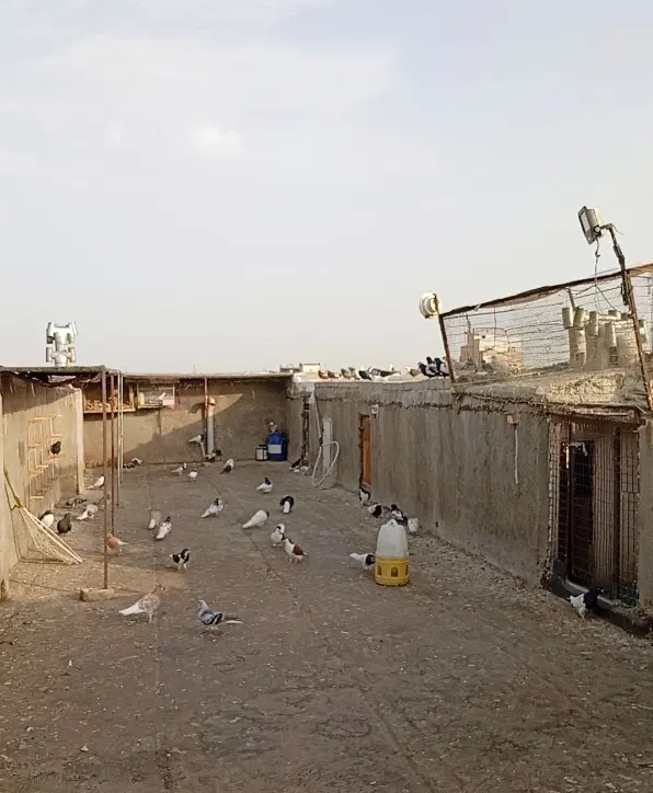 تعدادی کبوتر و خانه