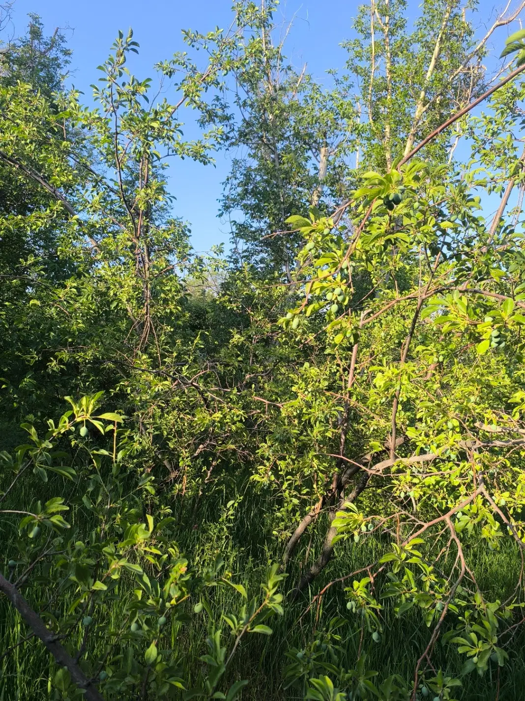 باغ درابشینه