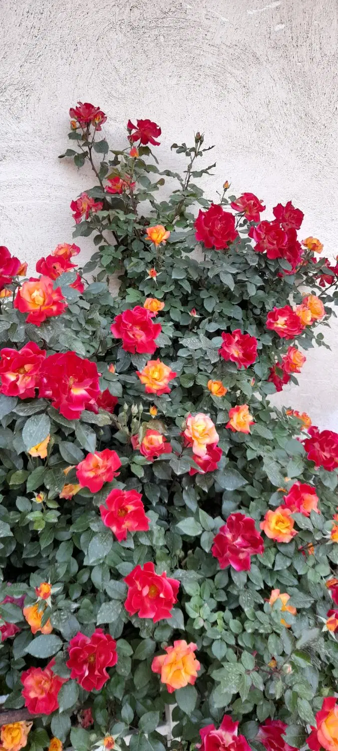 فروش باغ در روستای گونجیک