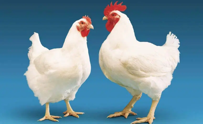 اجاره مرغداری گوشتی ۶ هزار قطعه ای