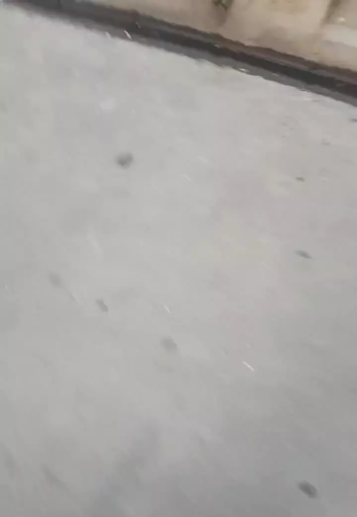 مغازه گلبرگ۴
