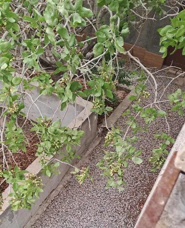 باغ دیلم