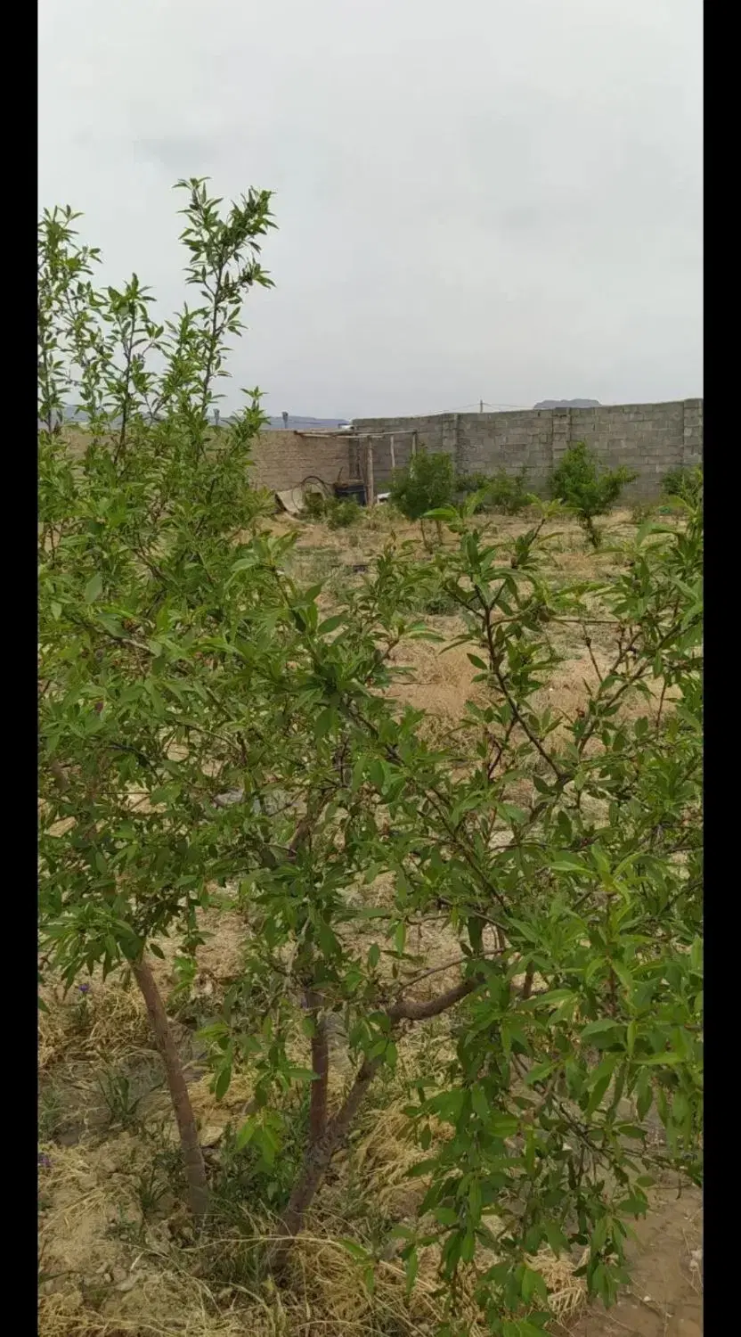 زمین باغی حاجی اباد