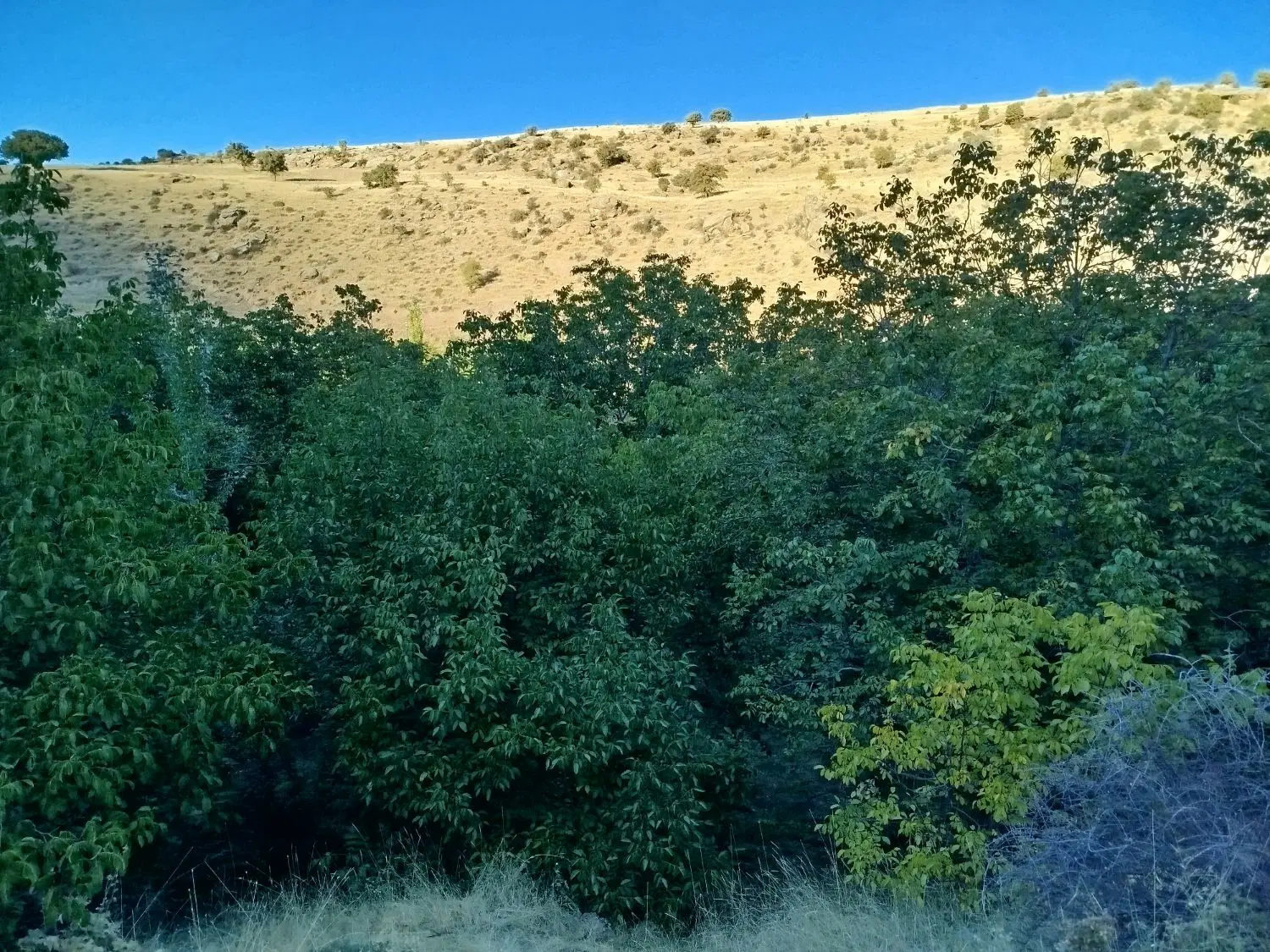 زمین تجاری
