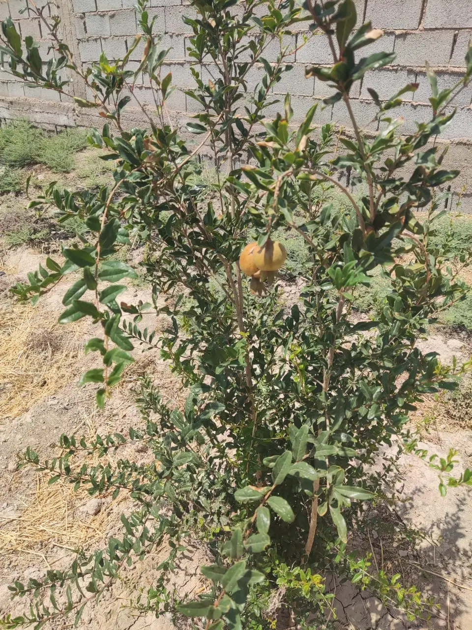 زمین باغی بادرخت ثمری