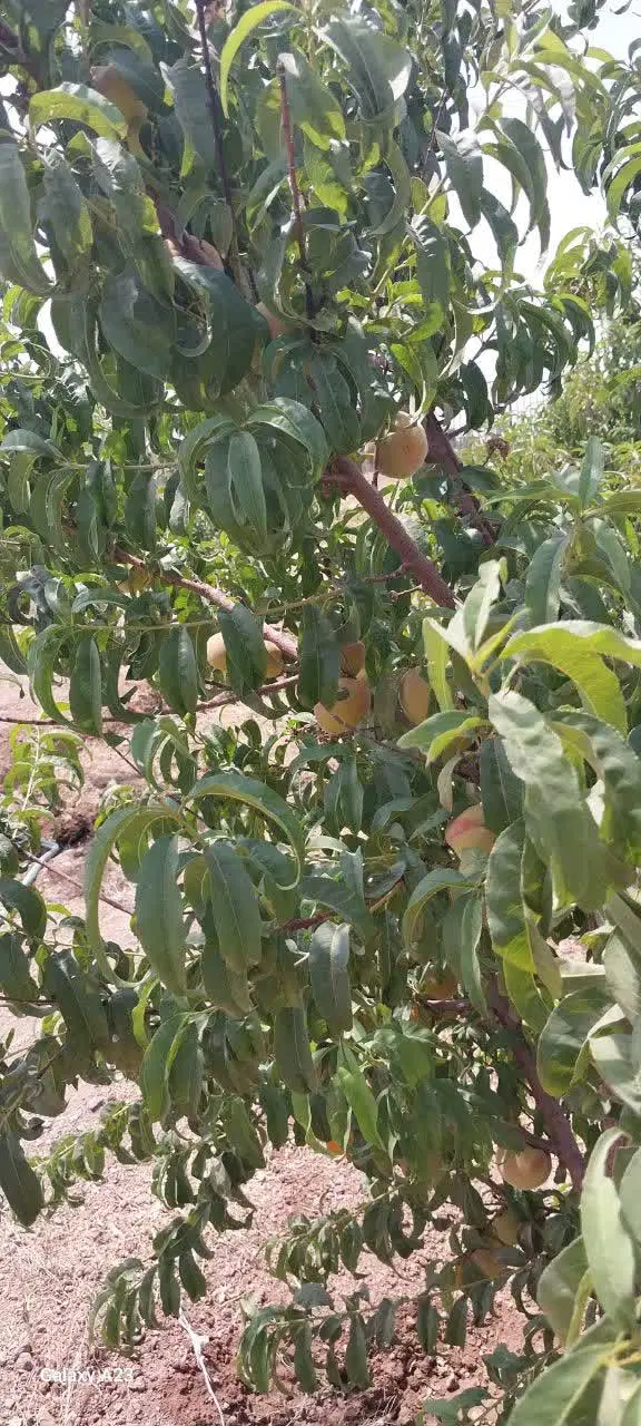 فروش باغ در گاوخانه