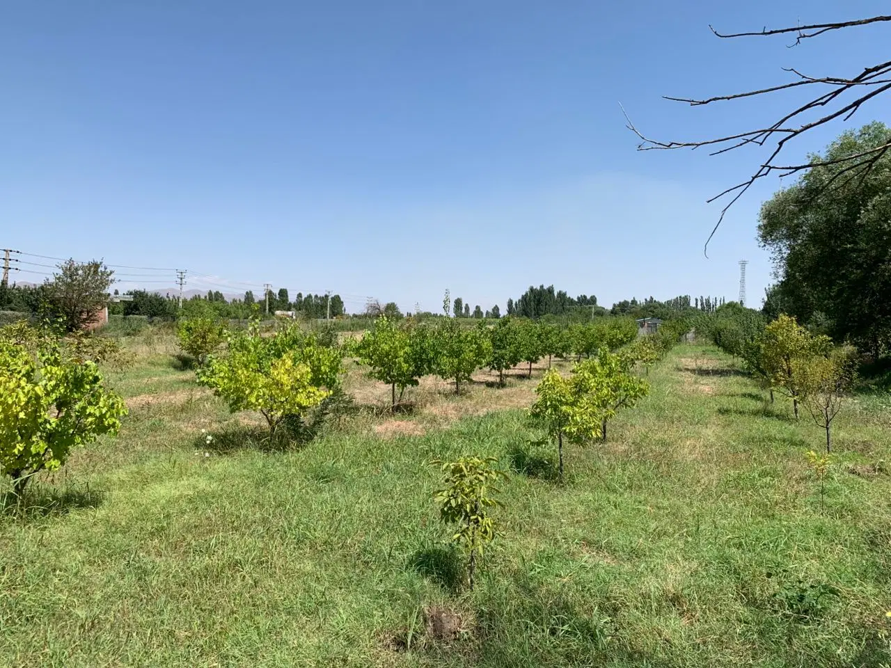 فروش یک قطعه باغ در روستای قزلداغ عجم