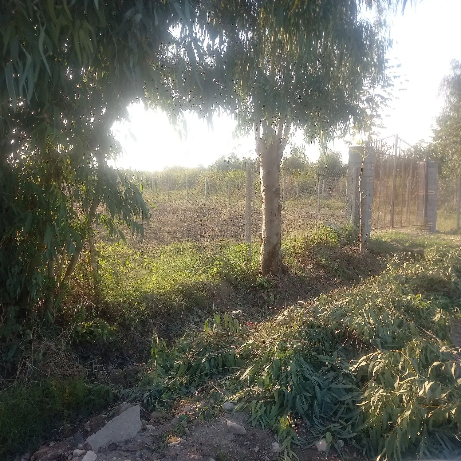 زمین باغی کشاورزی