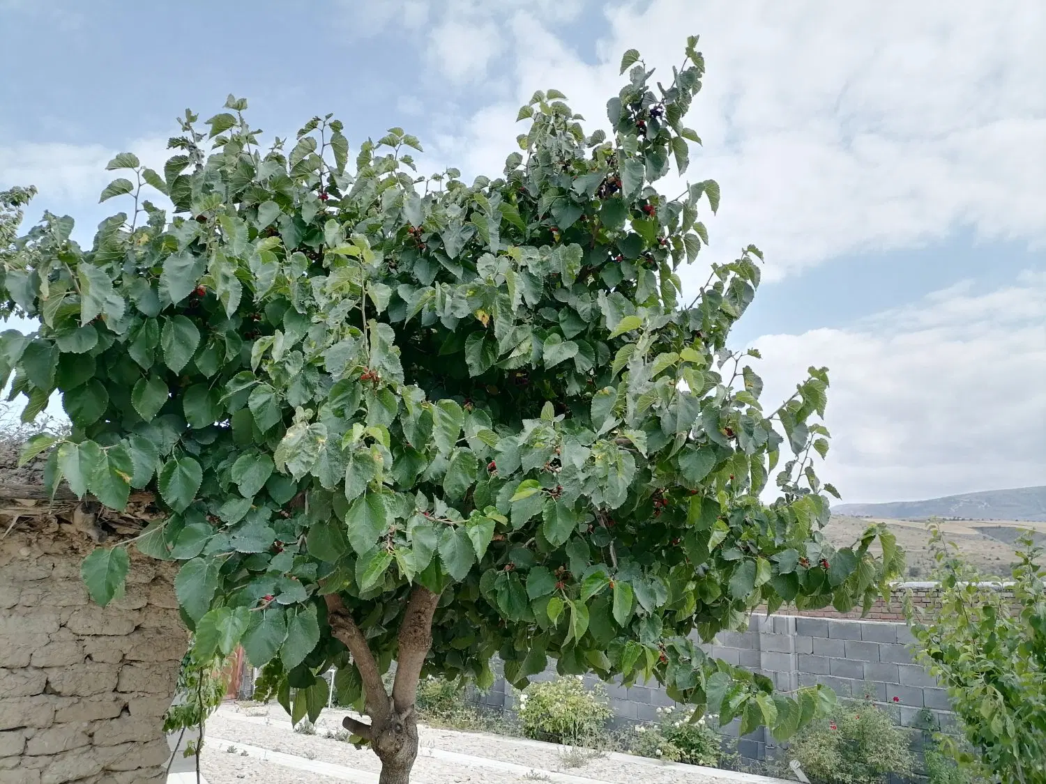 ویلا باغ روستای گلی