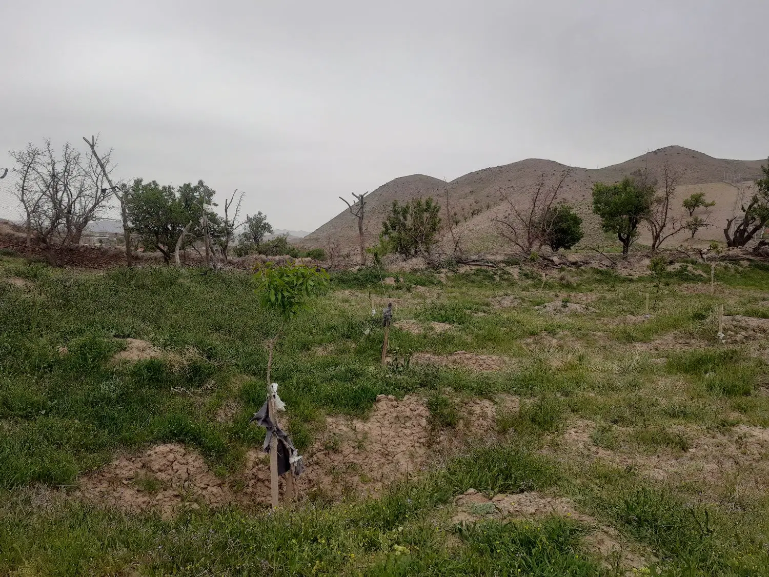 زمین اقساطی مسکونی باغ ویلایی