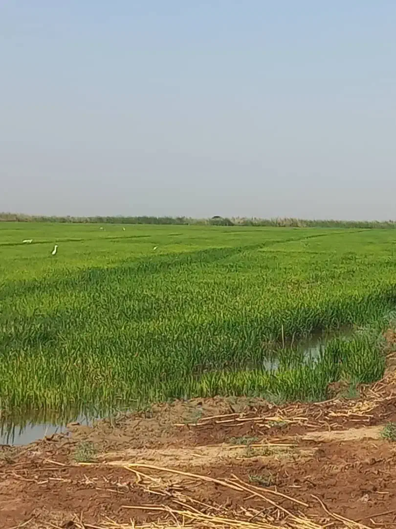 زمین محرزی