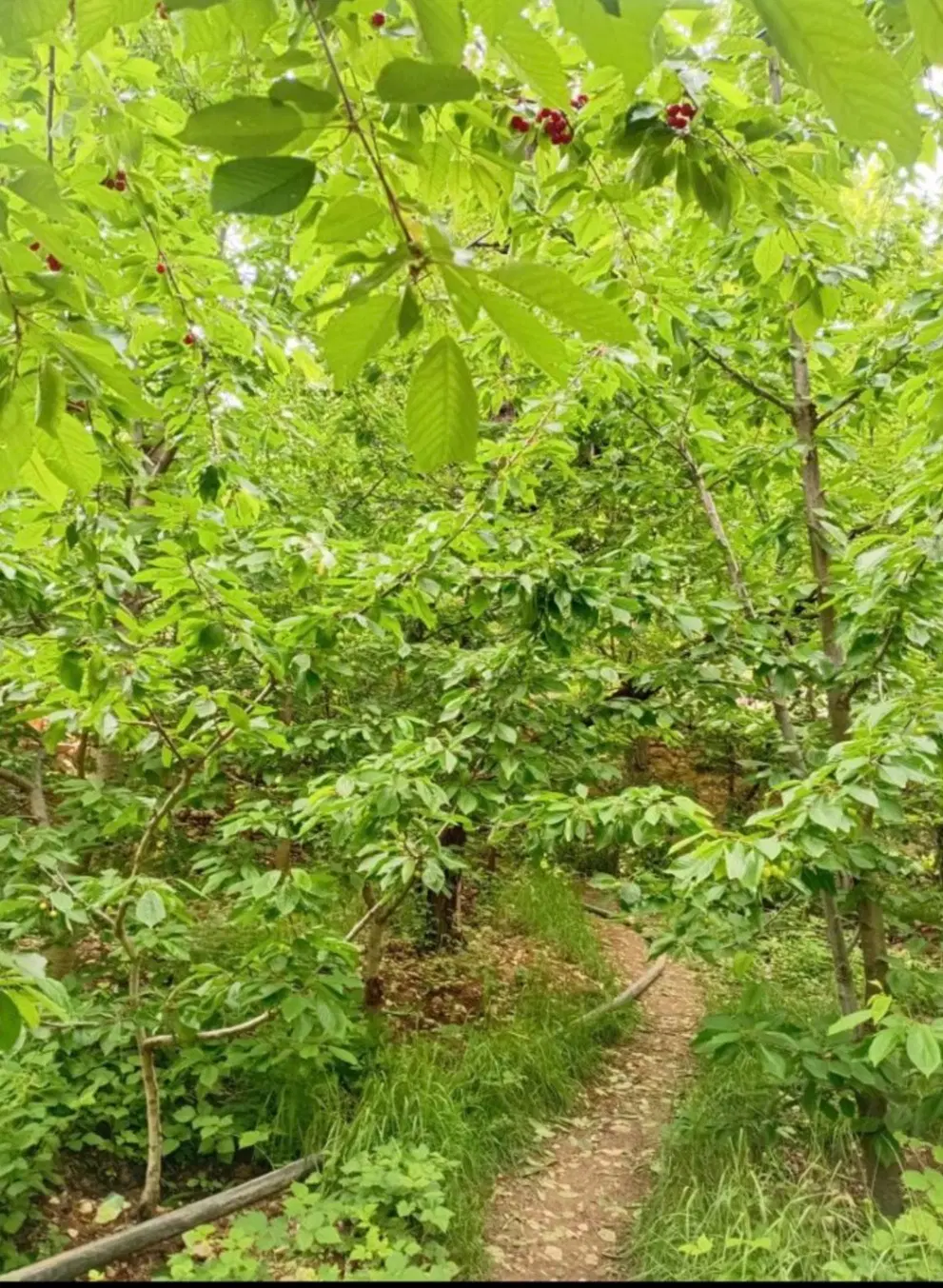 فروش زمین و باغ