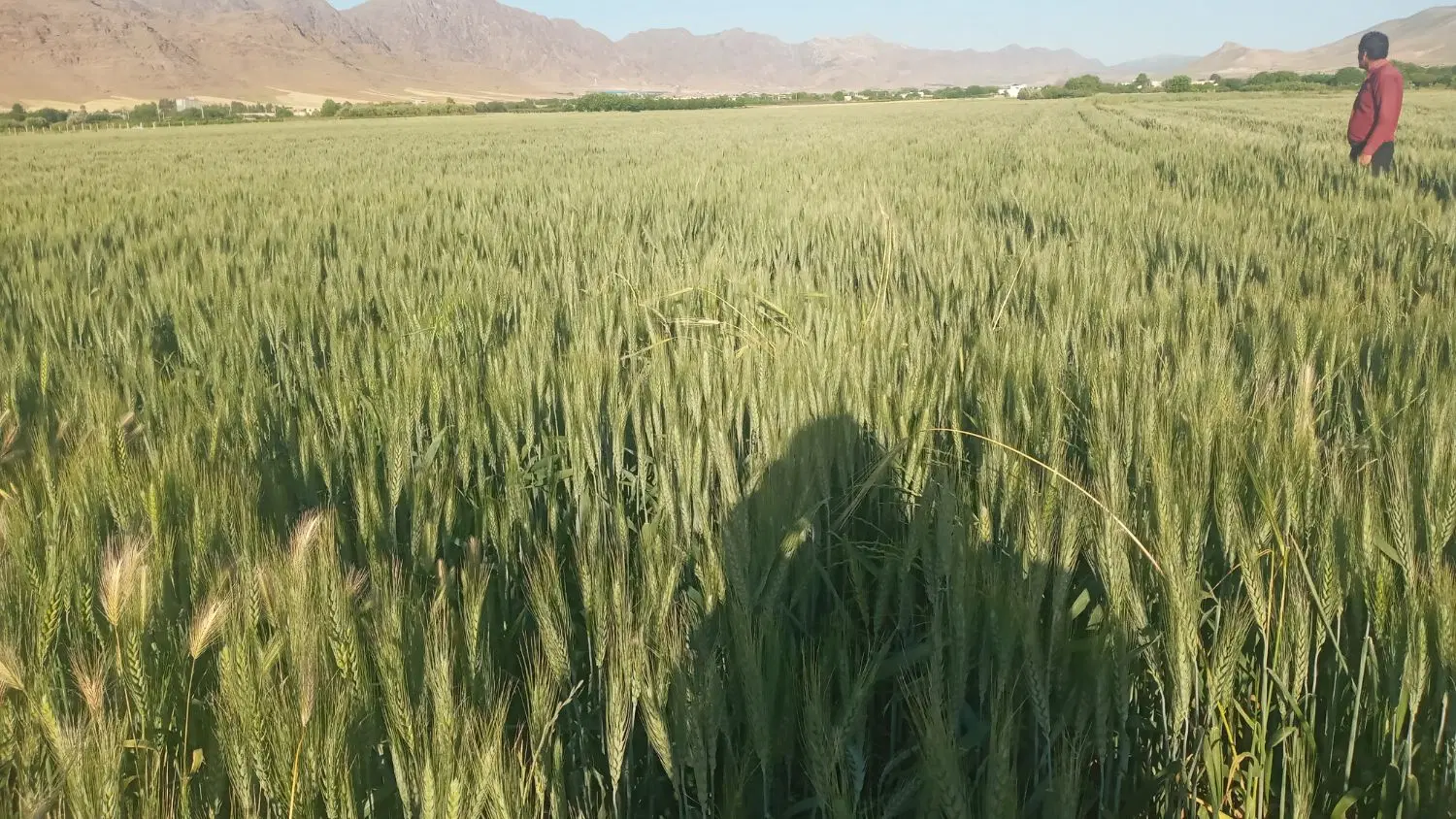 زمین کمالوند