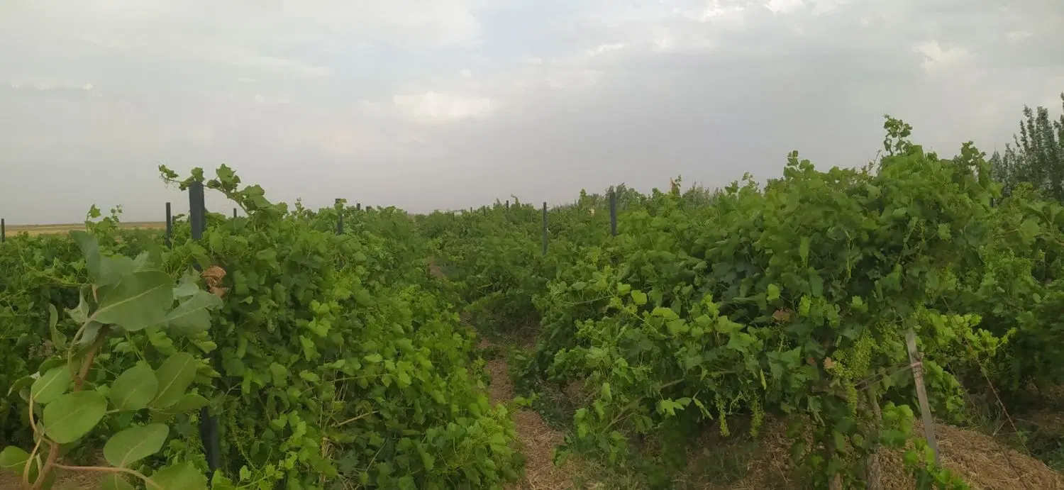 منزل مسکونی ، باغ و زمین کشاورزی