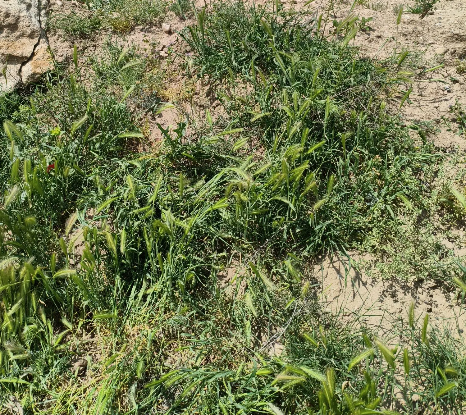 دوقطعه زمین مسکونی طرح هادی روستای حسنلو