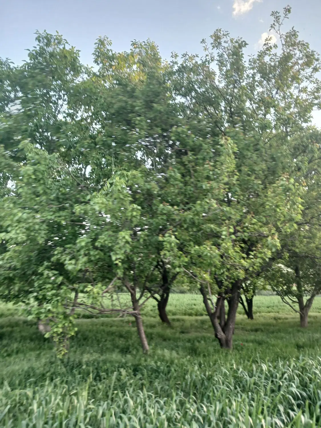 یاغ
