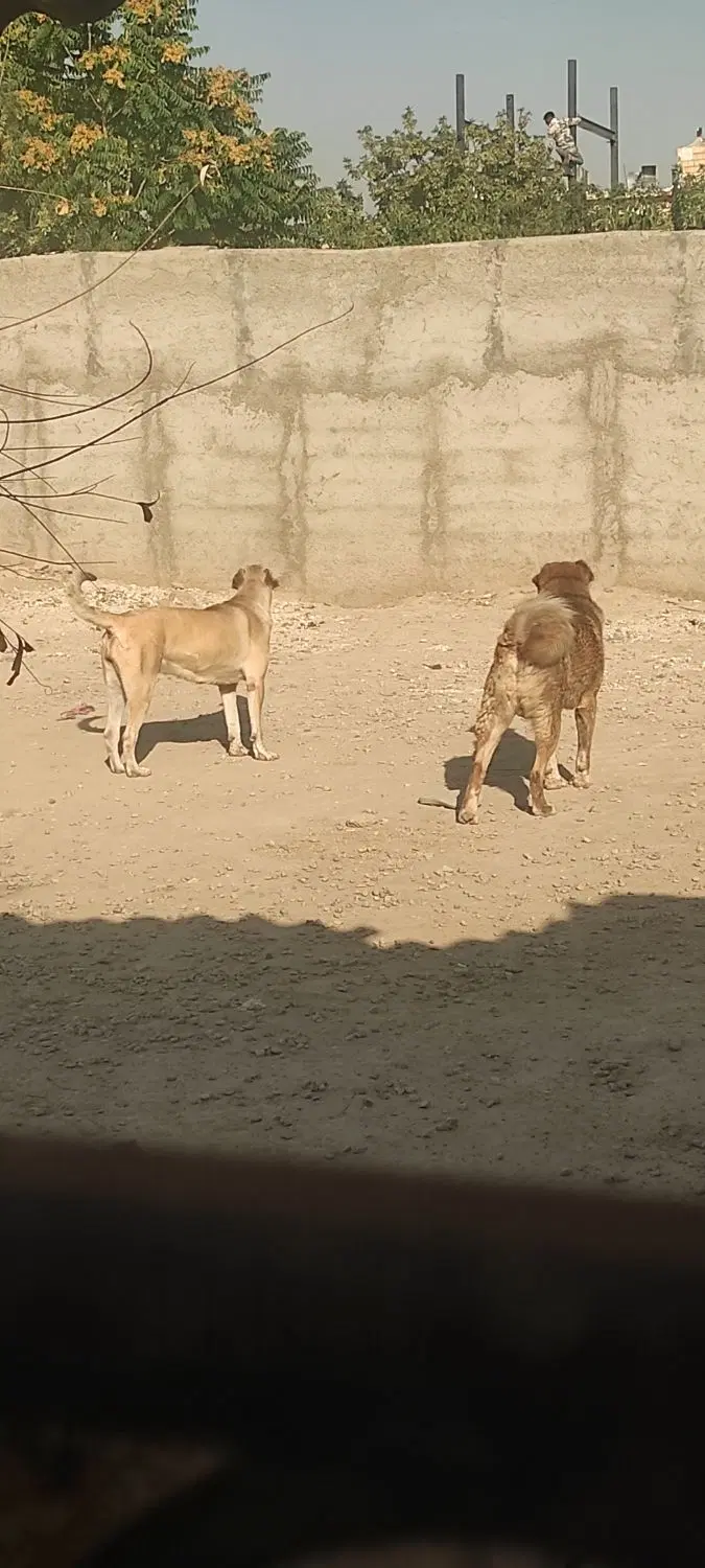 چهار دیواری