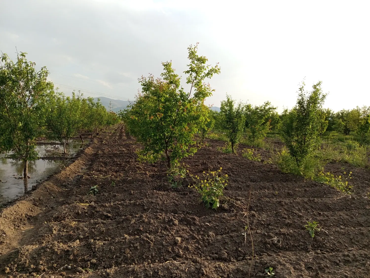 زمین کشاورزی