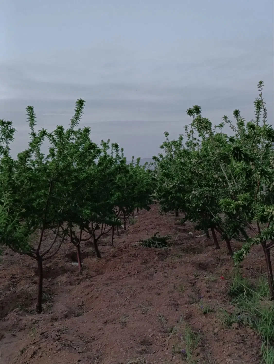 فروش باغ میوه