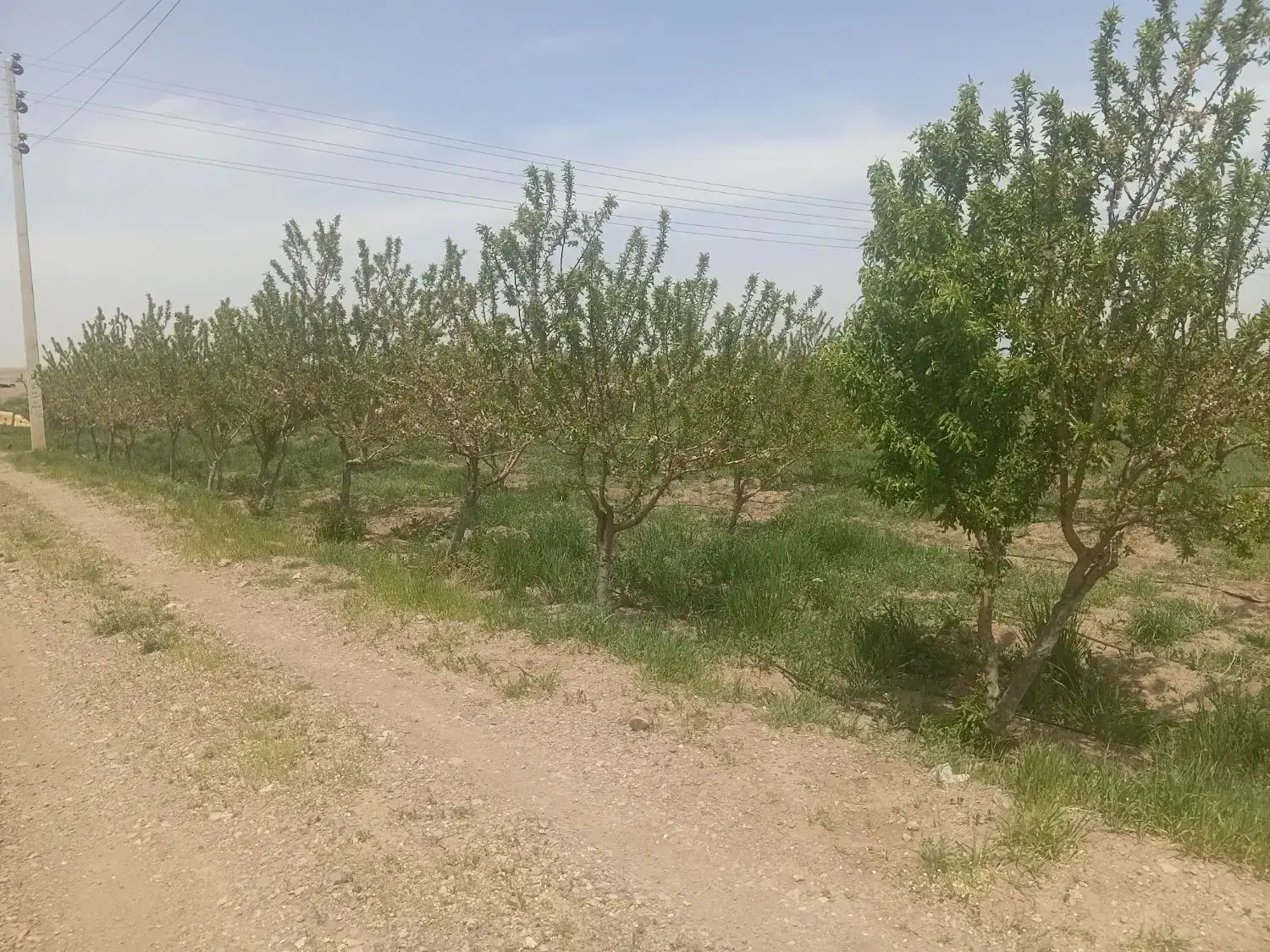 فروش ۱۲۰۰متر زمین باغی دارای قولنامه