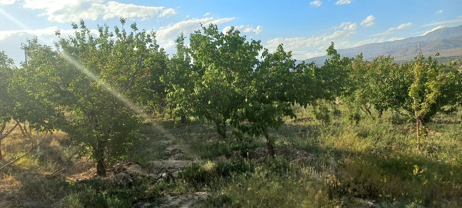 باغ فروشی