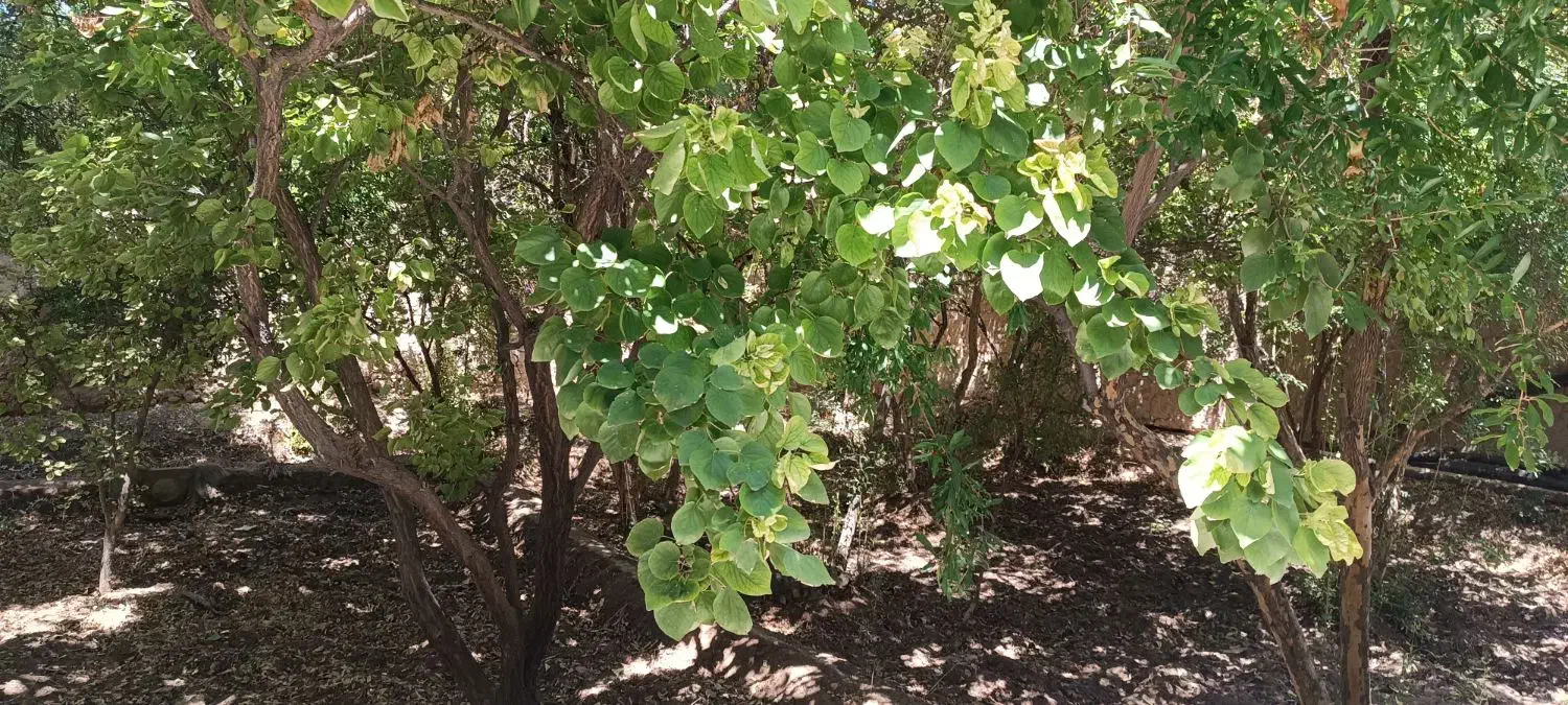 خانه باغ مهریز