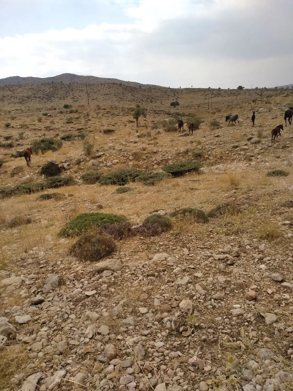 فروش زمین سراب تاوه