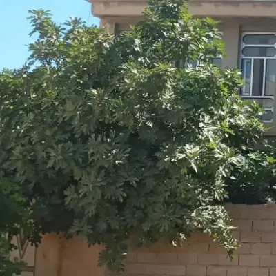 اجاره خانه مستقل جانبازان