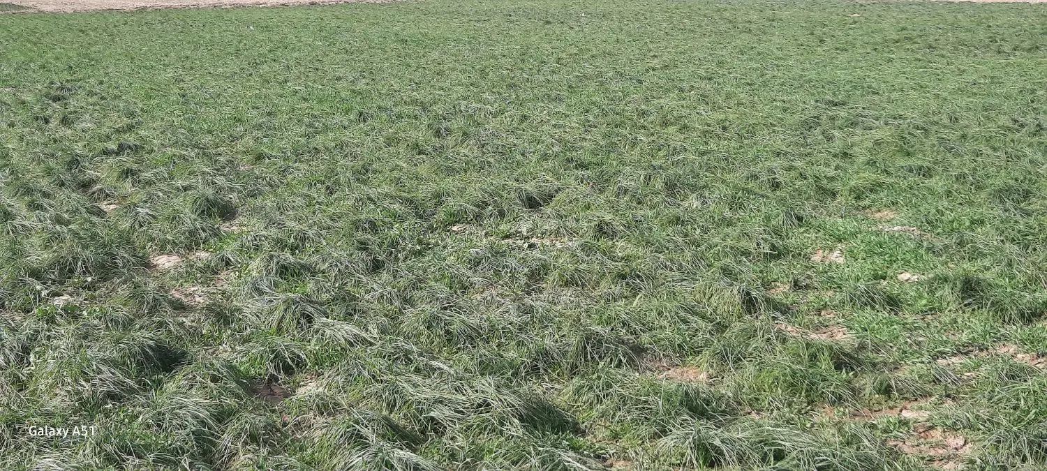 اجاره زمین کشاورزی برای زعفران نزدیک مشهد