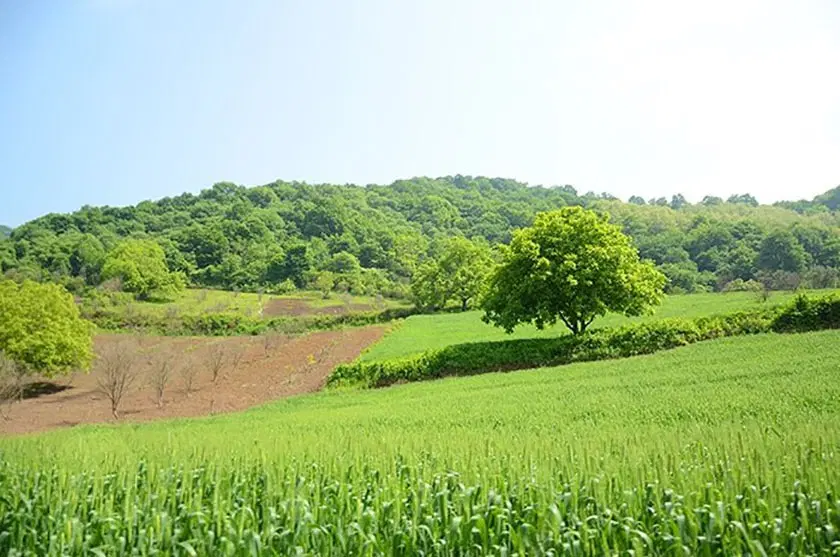 زمین کشاورزی بالاجاده
