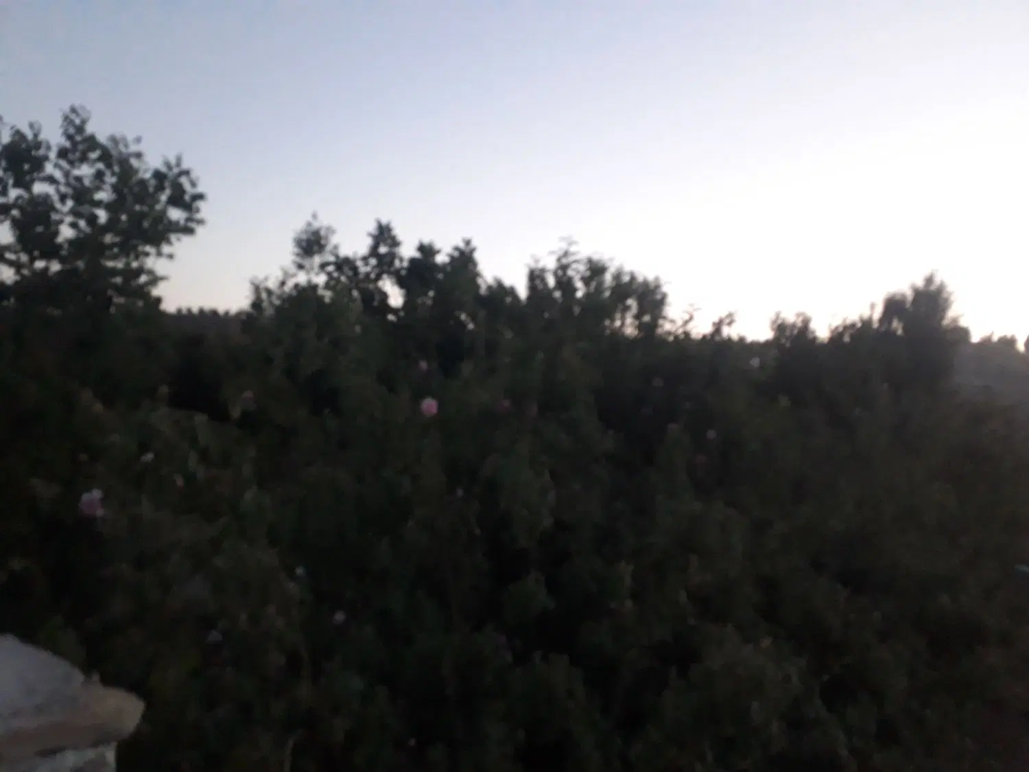 باغچه 10 ساله در کرشت. شهرک تماشا