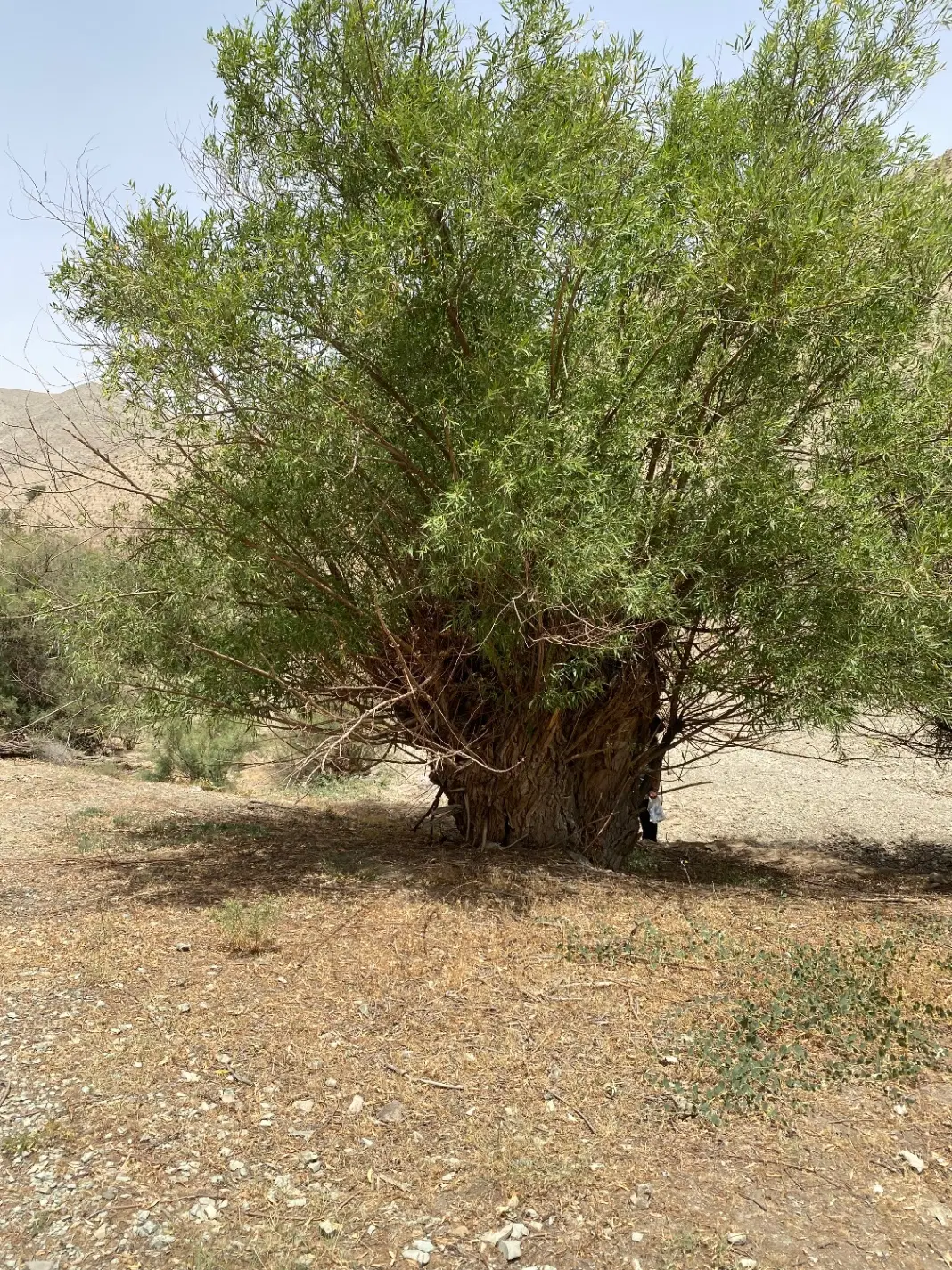 فروش زمین زراعی